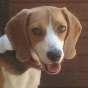 Meet your Posher, Joel